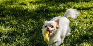chihuahua playing dog toy - best dog toys